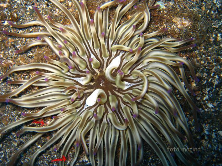 Condylactis aurantiaca